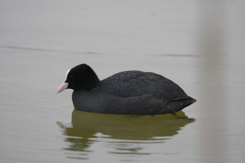 Foulque.JPG