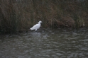 Aigrette