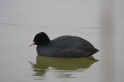 Foulque