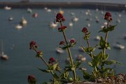 015. Le port de Granville
