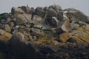 105. La faune de l'archipel