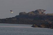 122. Goéland