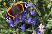 162. Un Vanessa atalanta dit le Vulcain