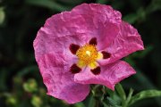 176. La flore