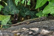 180. Lézard  de  Chausey