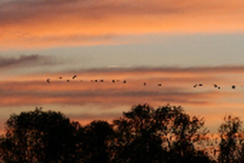 Le lac du Der avec sa migration annuelle de Grues